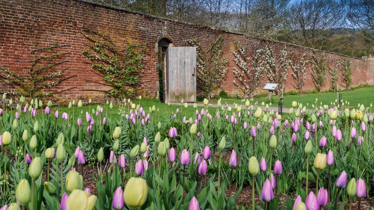 Tulips at Gibside, Tyne & Wear